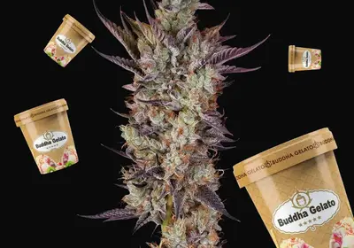 Buddha Gelato