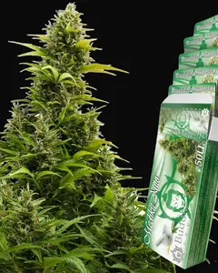 Buddha Medikit Auto