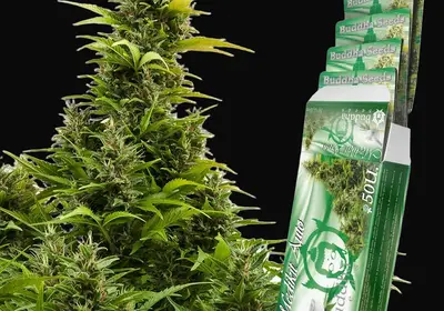 Buddha Medikit Auto