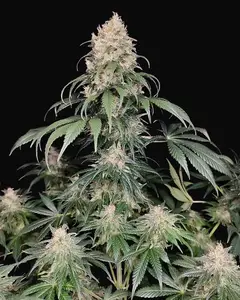 Buddha Medikit