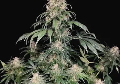 Buddha Medikit