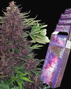 Buddha Purple Kush Auto