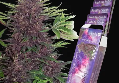 Buddha Purple Kush Auto
