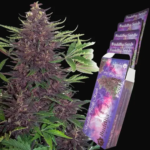 Buddha Purple Kush Auto