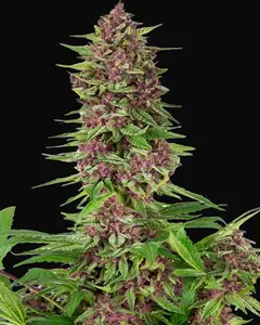 Buddha Purple Kush