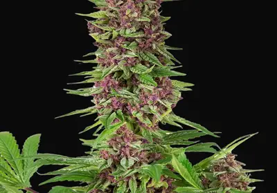 Buddha Purple Kush