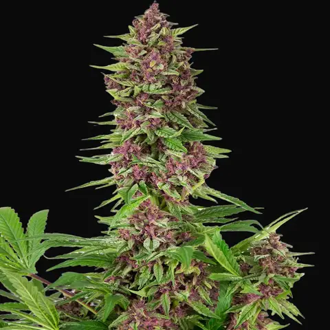 Buddha Purple Kush