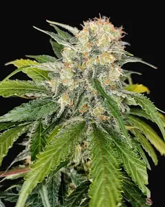 Buddha Skunk