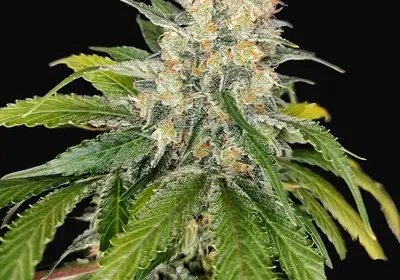 Buddha Skunk