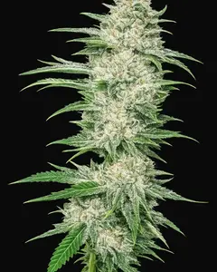 Buddha Tahoe OG