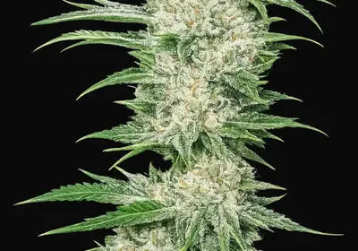 Buddha Tahoe OG