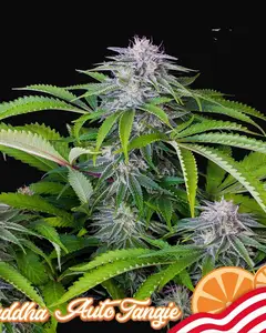 Buddha Auto Tangie