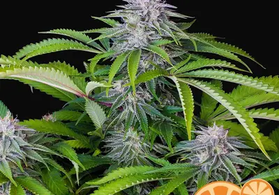 Buddha Auto Tangie