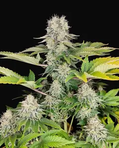 Buddha White Widow