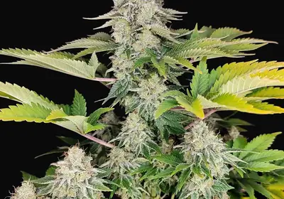 Buddha White Widow