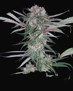 Buddha Auto Zkitt