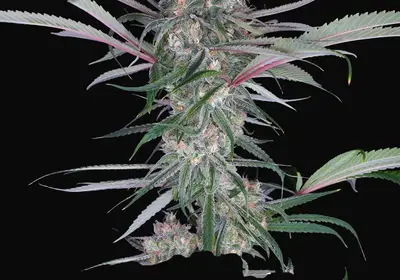Buddha Auto Zkitt