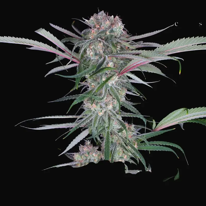 Buddha Auto Zkitt