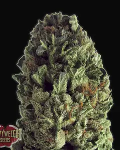 Budzilla
