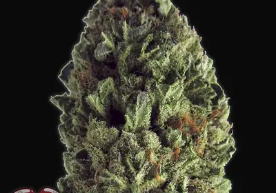 Budzilla