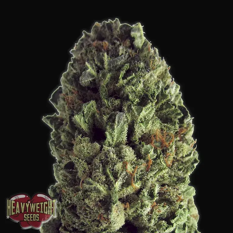 Budzilla