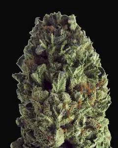 Budzilla