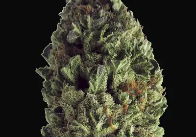 Budzilla