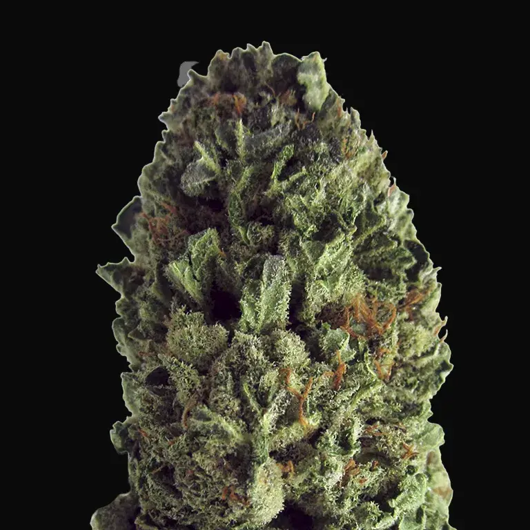 Budzilla
