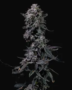 Bumpboxx Kush