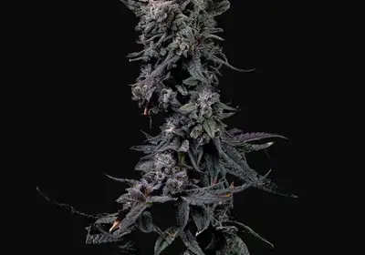Bumpboxx Kush