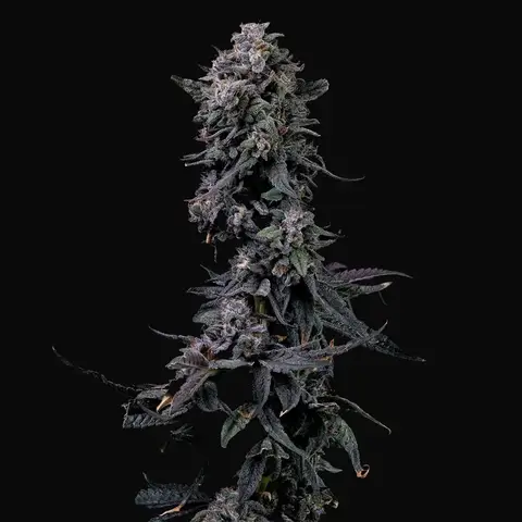 Bumpboxx Kush
