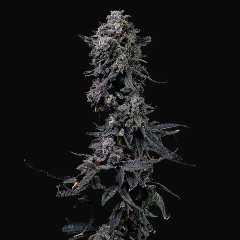 Bumpboxx Kush