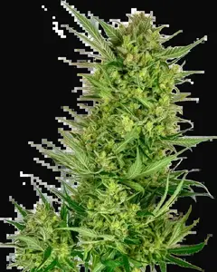 Buttercream Gelato Feminized