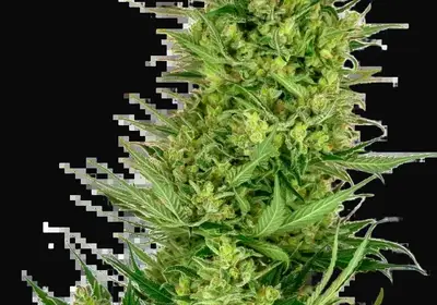 Buttercream Gelato Feminized
