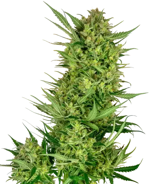 Buttercream Gelato Feminized