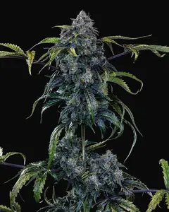 Butters' Breath Auto