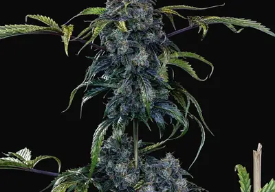 Butters' Breath Auto