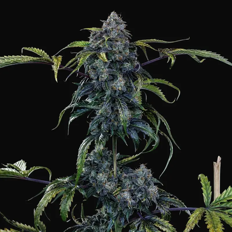 Butters' Breath Auto