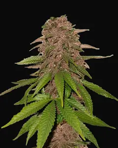 C4 Auto