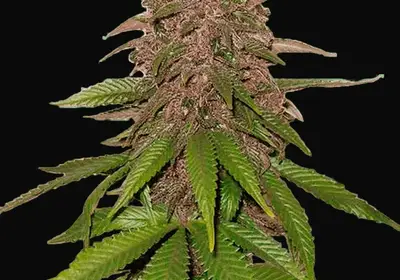 C4 Auto