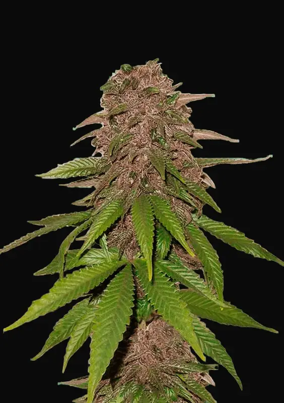 C4 Auto