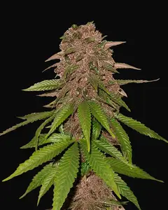 C4 Auto