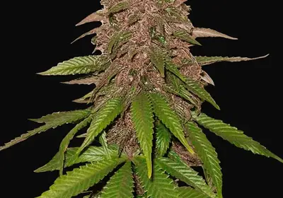 C4 Auto