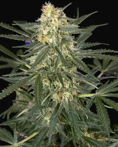 C4 Automatic