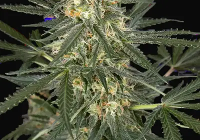 C4 Automatic