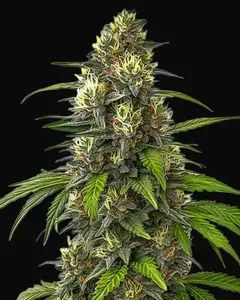 Cafe Racer Autoflower