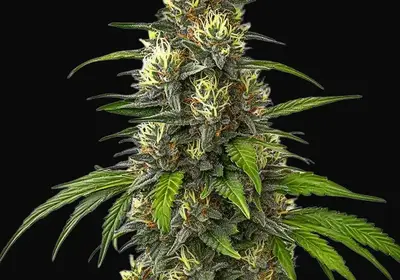 Cafe Racer Autoflower