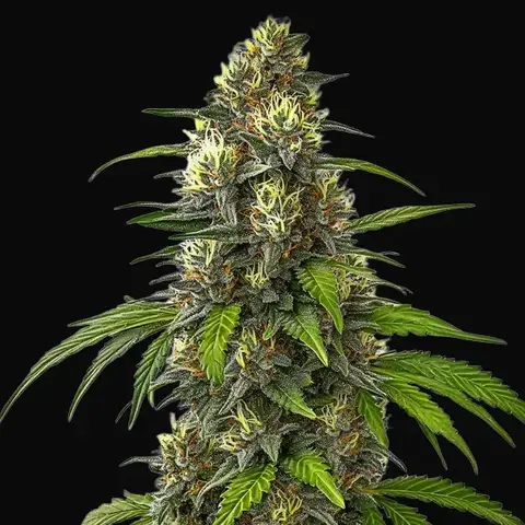 Cafe Racer Autoflower