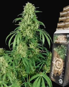Calamity Jane Auto