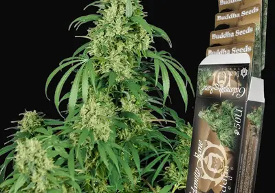 Calamity Jane Auto